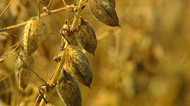 Close up view of chick-pea crop before it' has been harvested.