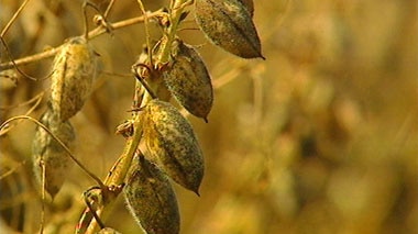 Searching for root rot resistance in chickpeas