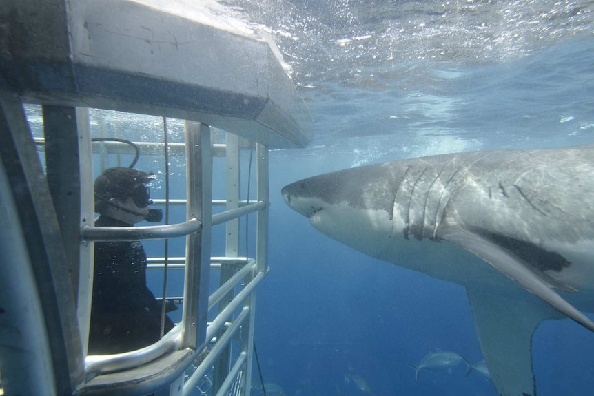 Up close with sharks