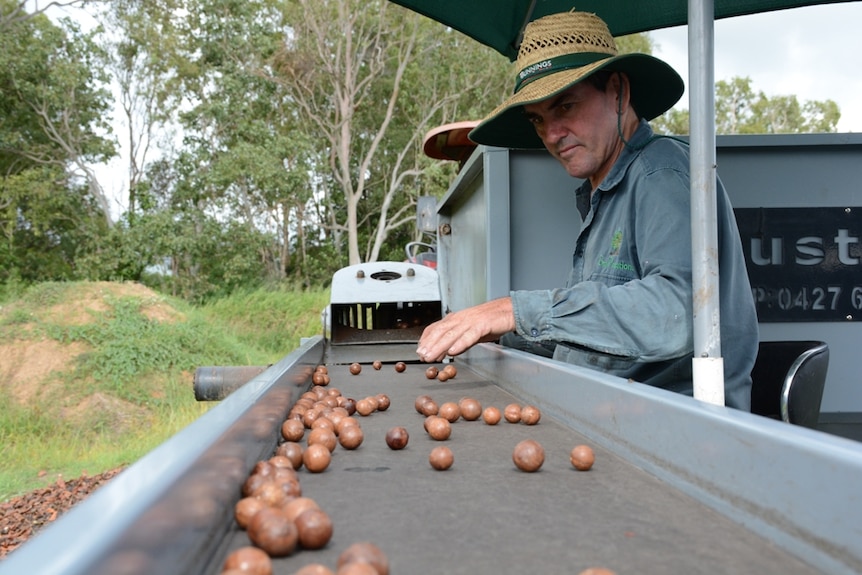 A husking machine at Gray Plantations has removed the husks and is conveying the macadamias to a crate for transportation
