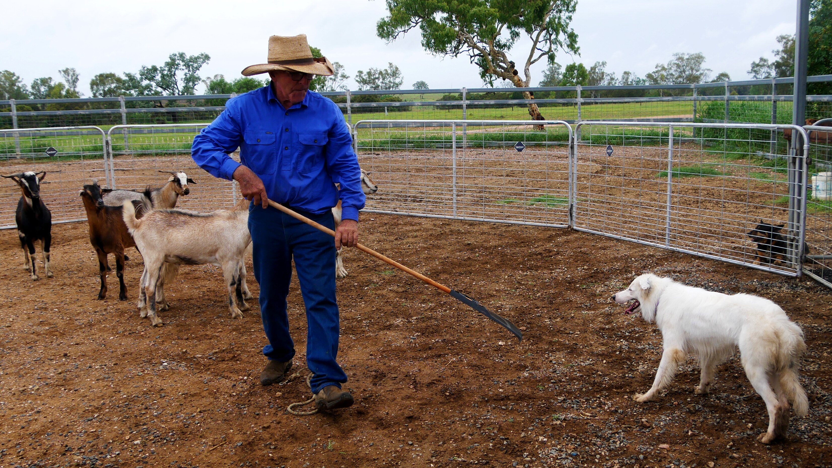 A man wearing jeans and a working shirt holding a rake in a gated yard with a white border collie and goats in the background