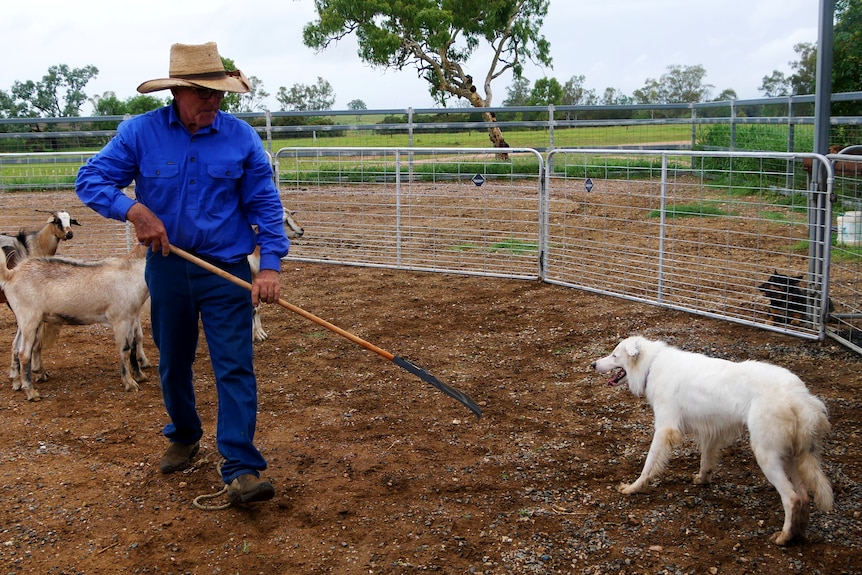 A man wearing jeans and a working shirt holding a rake in a gated yard with a white border collie and goats in the background