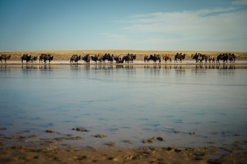 Camels gather around a body of water in Mongolia.