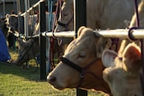 cows resting on fence