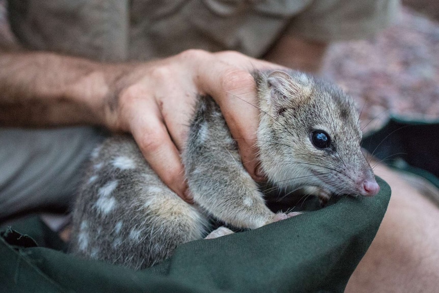 A small, spotty quoll is held by a researcher.