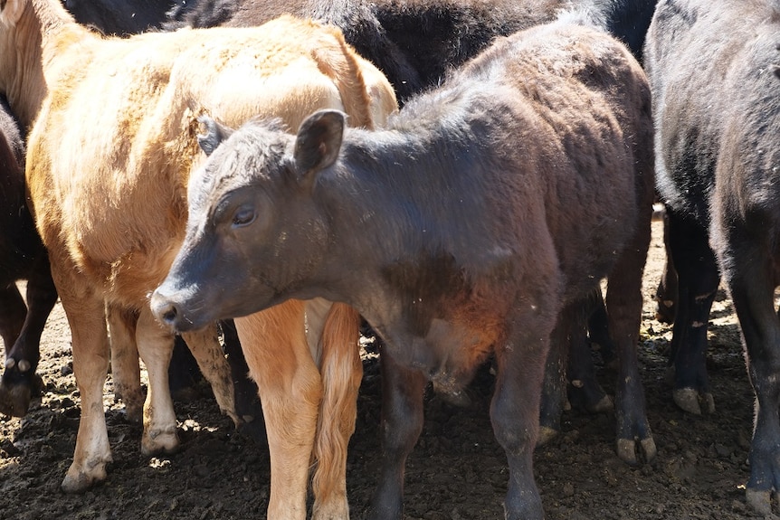 Black calf in pen at saleyards.