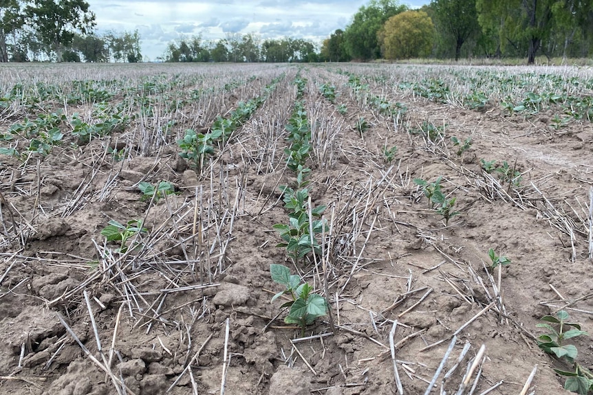 A low, stubbly-looking crop in a dry field.