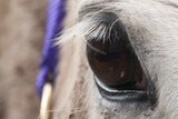 Grey rescued horse Snow's eye close-up.