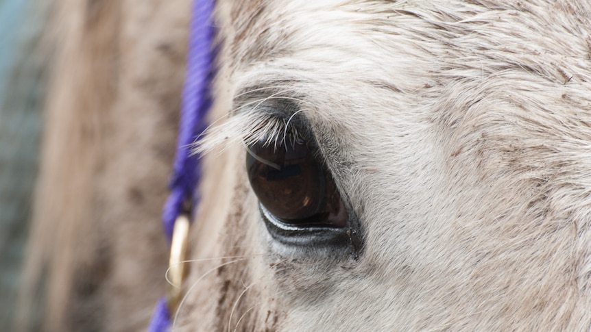 Grey rescued horse Snow's eye close-up.