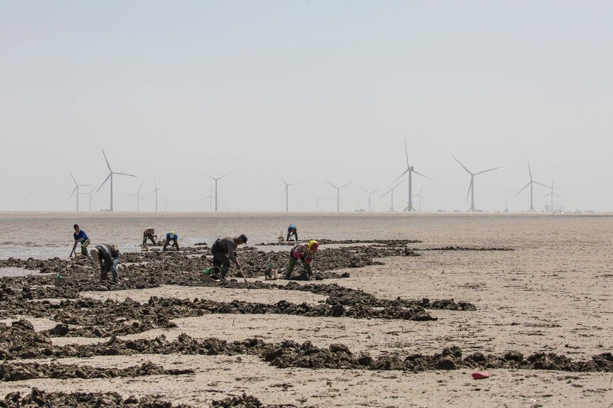 Mudflat workers