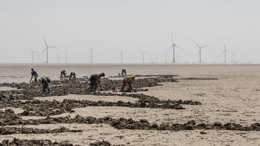 Mudflat workers