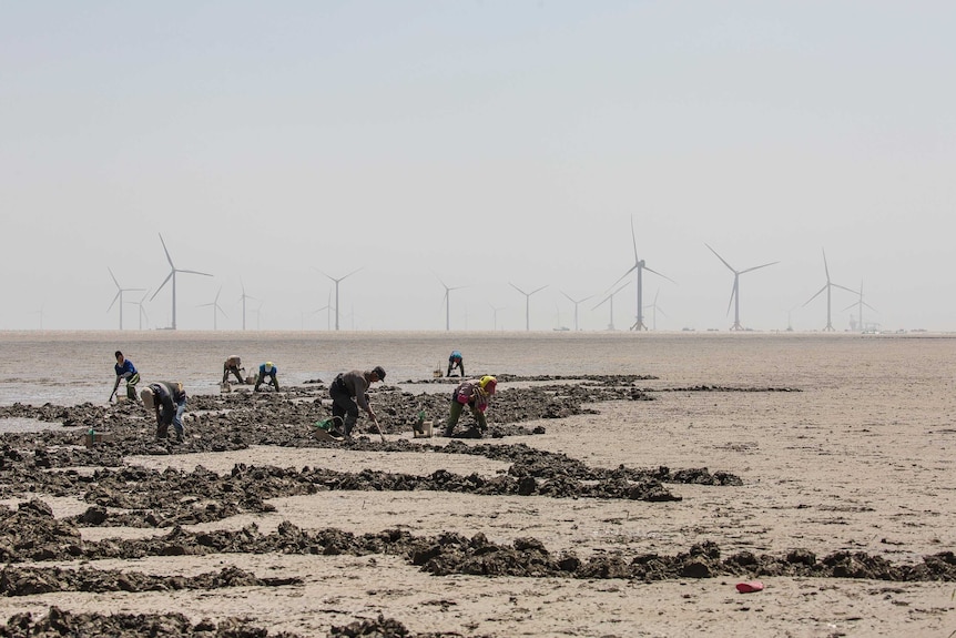 Mudflat workers