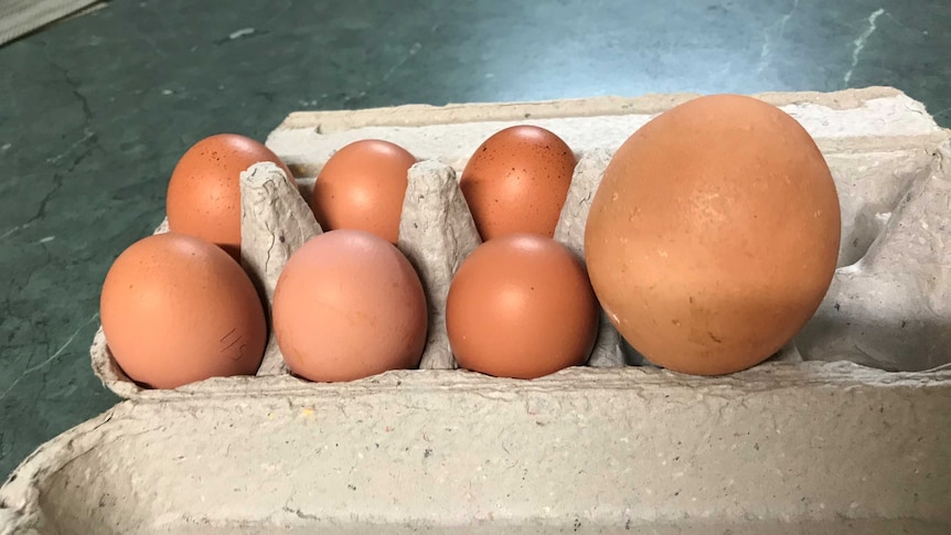 Cracking find: backyard giant egg shocks Victorian chicken owner