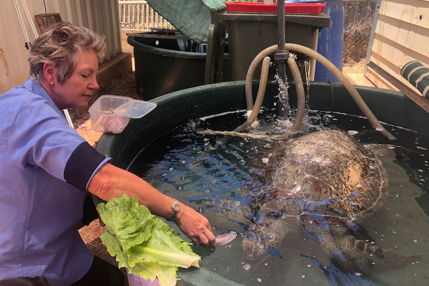 A woman feeds a turtle which is in a tank.