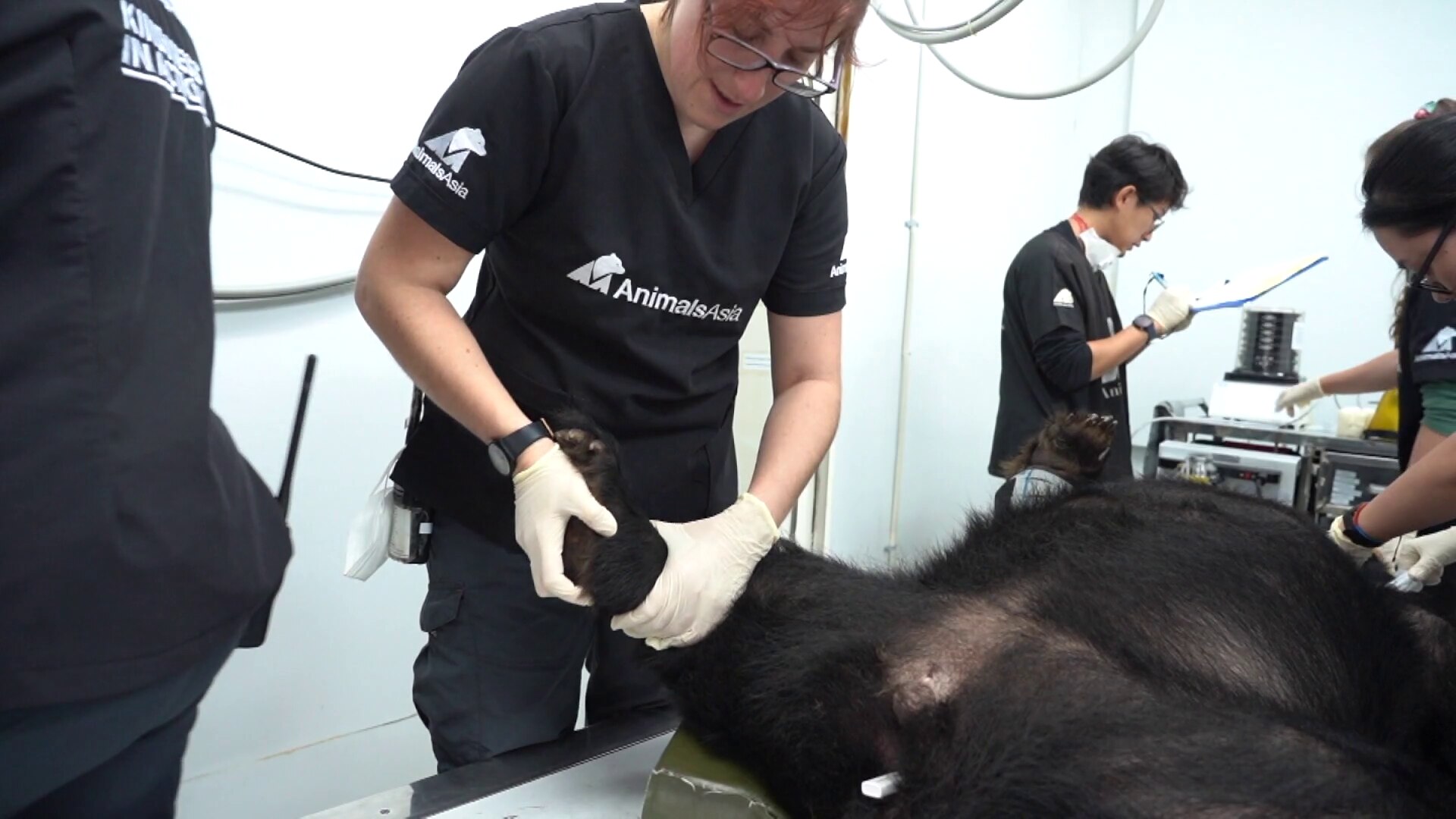 Bear undergoing medical exam - ABC News