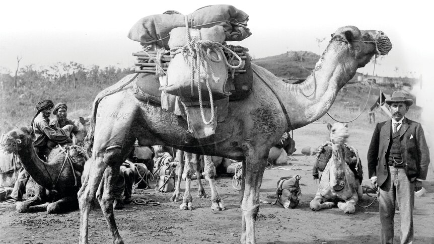 Black and white photo of heavily sack-laden camel, whose lead is held by man in slacks and jacket, staring ahead.