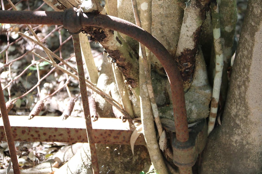 A banyan tree grows through a bed frame at the former leper colony at Channel Island, near Darwin.