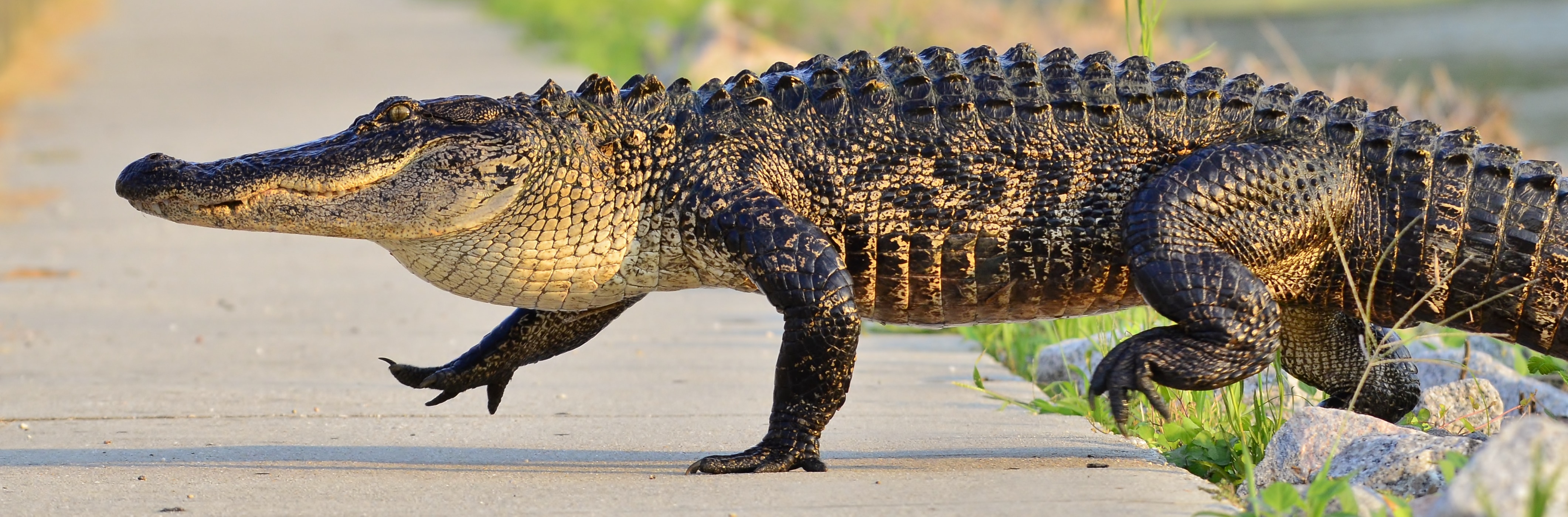 An alligator walking on a path.