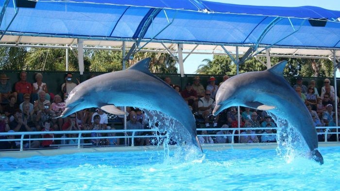 A pair of dolphins launch out of a pool in front of a crowd of spectators.
