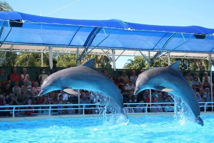 A pair of dolphins launch out of a pool in front of a crowd of spectators.