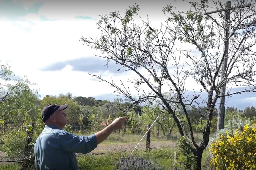 Farmer reaches out to bare almond tree.