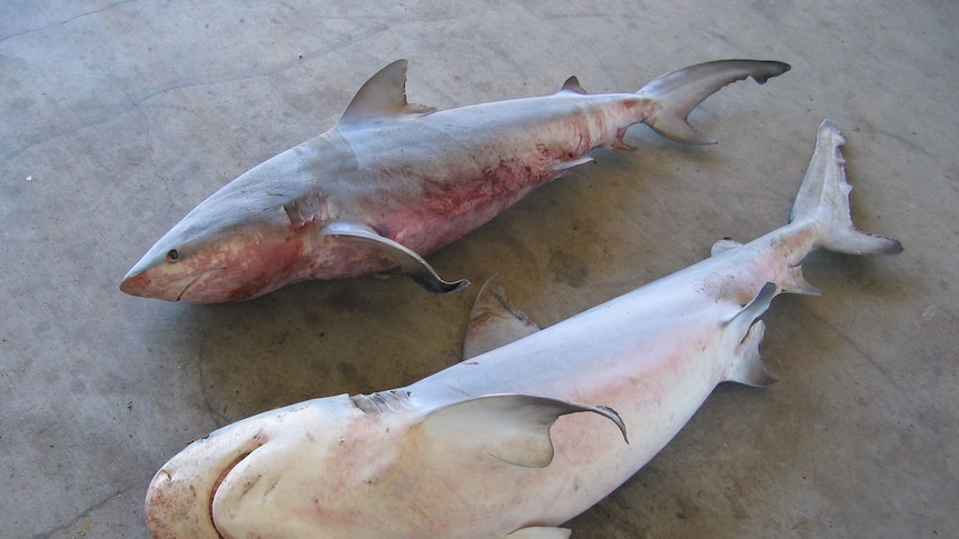 Bull sharks (File photo)