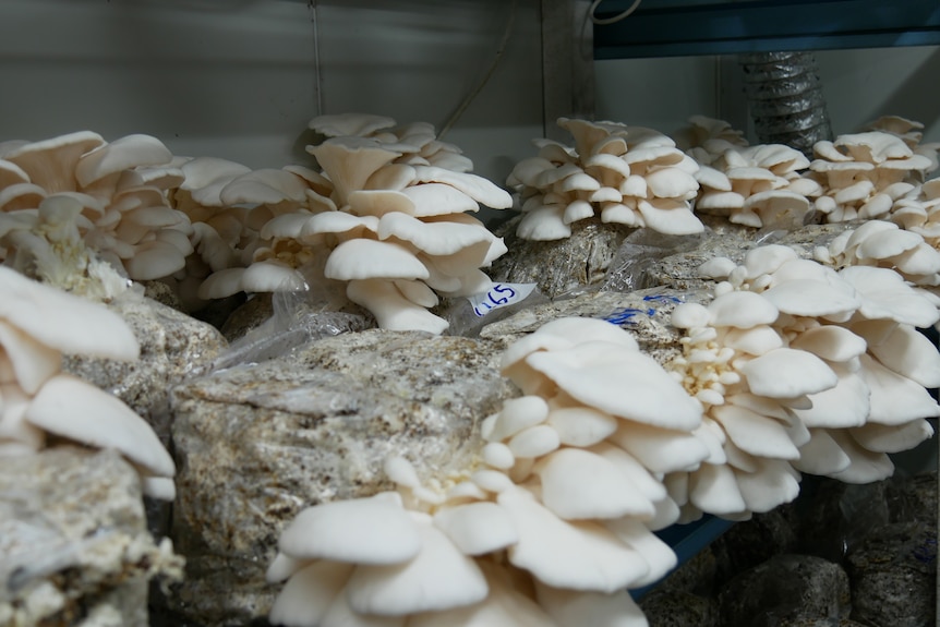Several white blocks with bunches of white mushrooms growing out of them. 