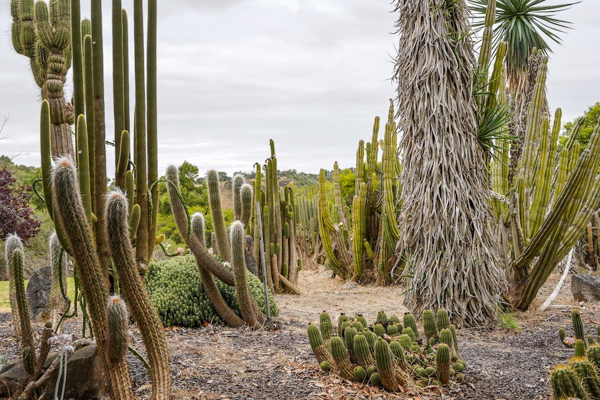 Cacti of all shapes and sizes rise from a patch of earth on an overcast day.
