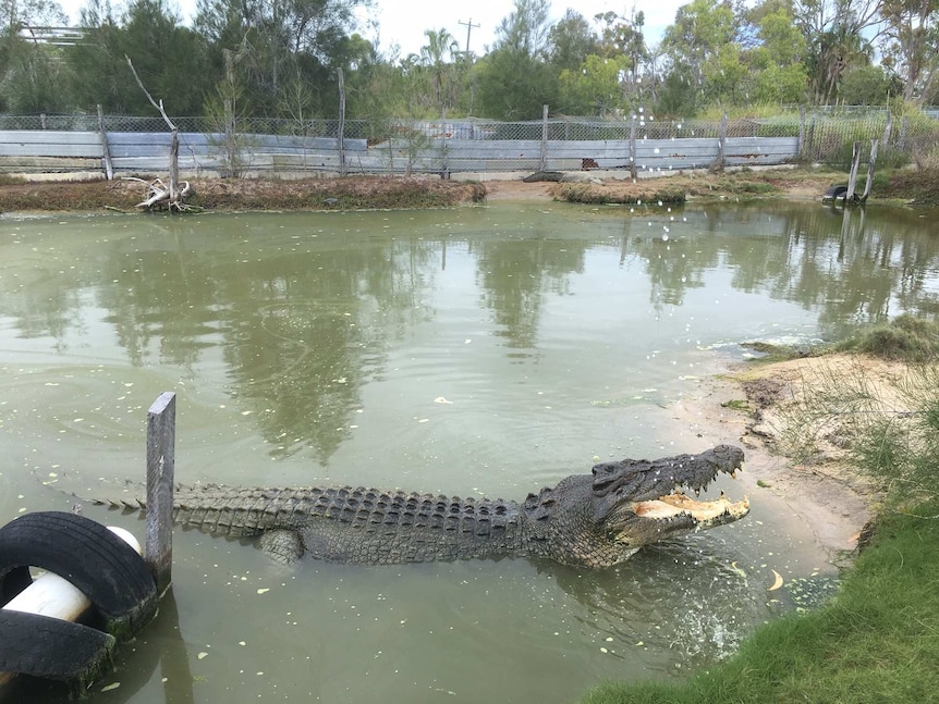 Crocodile in water.