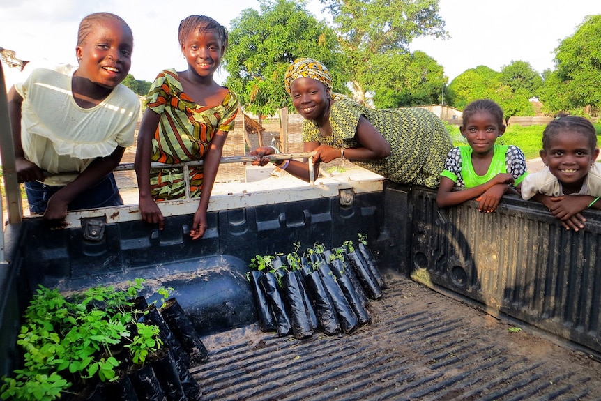 Children look at Moringa oleifera plants in a truck before they are given to women's groups in in Kolda, Senegal.