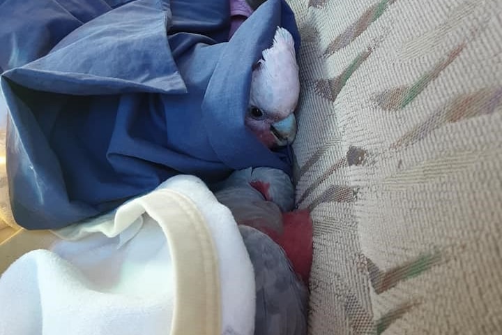 Dead galahs on the back seat of a car.