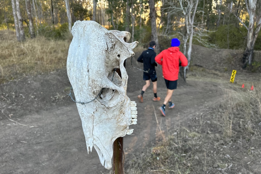 runners run past a skull of a cow attached to a fence
