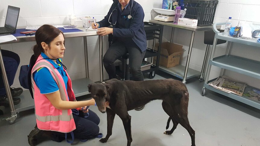 Greyhound rescued