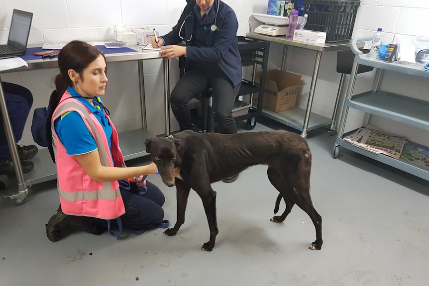 Greyhound rescued