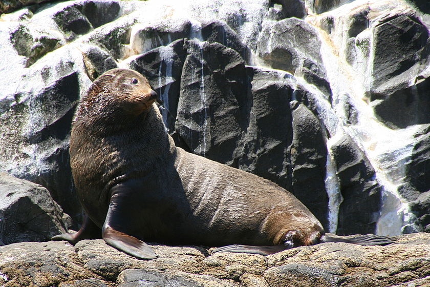 A Tasmanian bull seal on a rock.