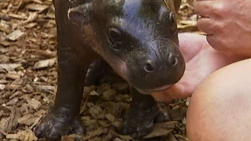 New addition: Monifa the pygmy hippopotamus.