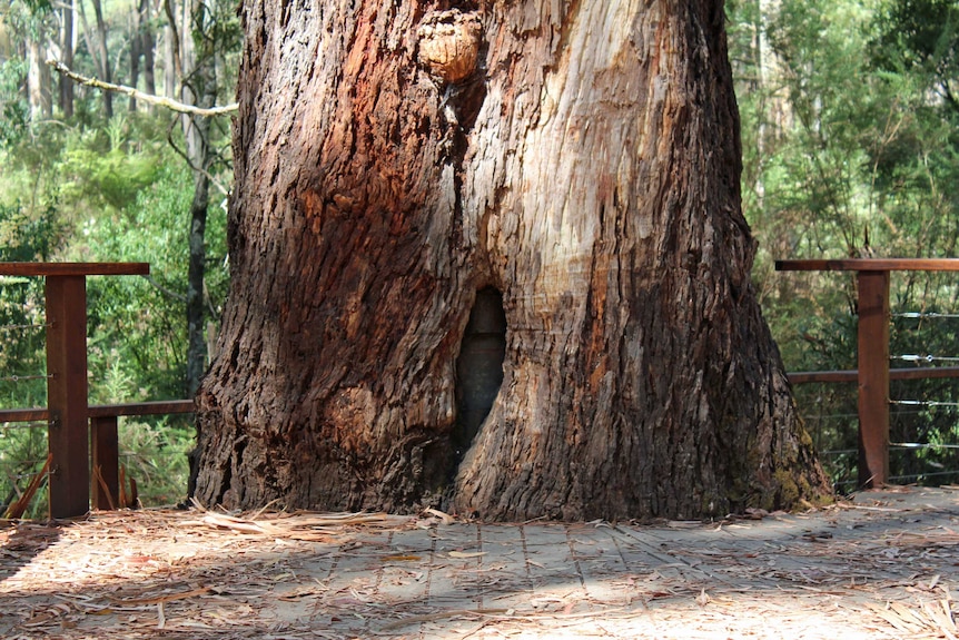 A large tree embedded with Ned Kelly style armour stands in bushland near a decked walkway