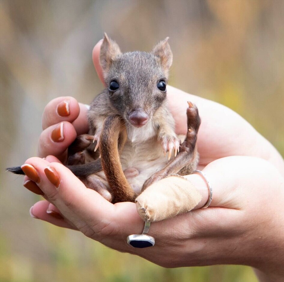 Extinct 'rabbit-size' marsupials making a comeback on Yorke Peninsula ...