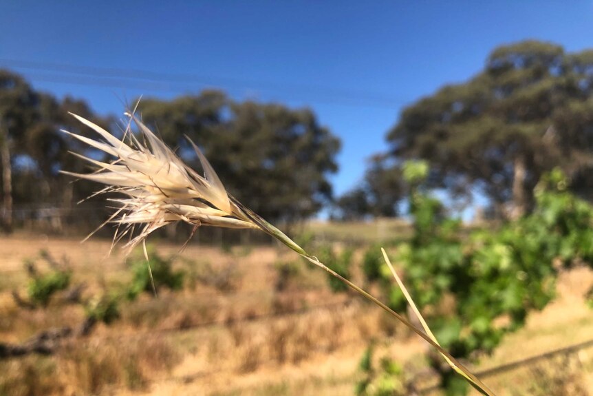 Flowering on a stem of wallaby grass.