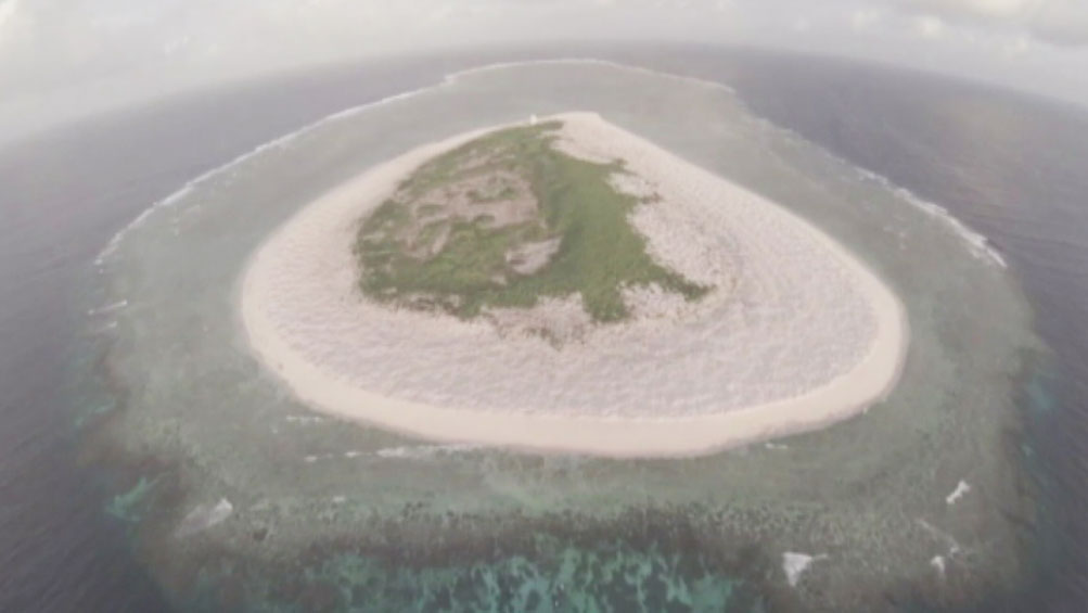 Green sea turtles thrive in Raine Island recovery project off far north