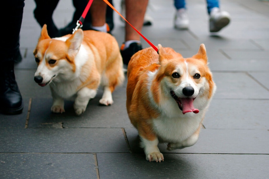 두 마리의 갈색과 흰색 Corgi가 혀를 흔들며 Royal Mile을 걷고 있는 사진.