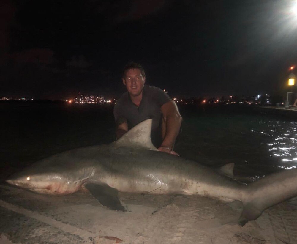 Sharks Being Caught At Night At Sunshine Coast Swimming Spot Popular With People And Dogs By Day Abc News