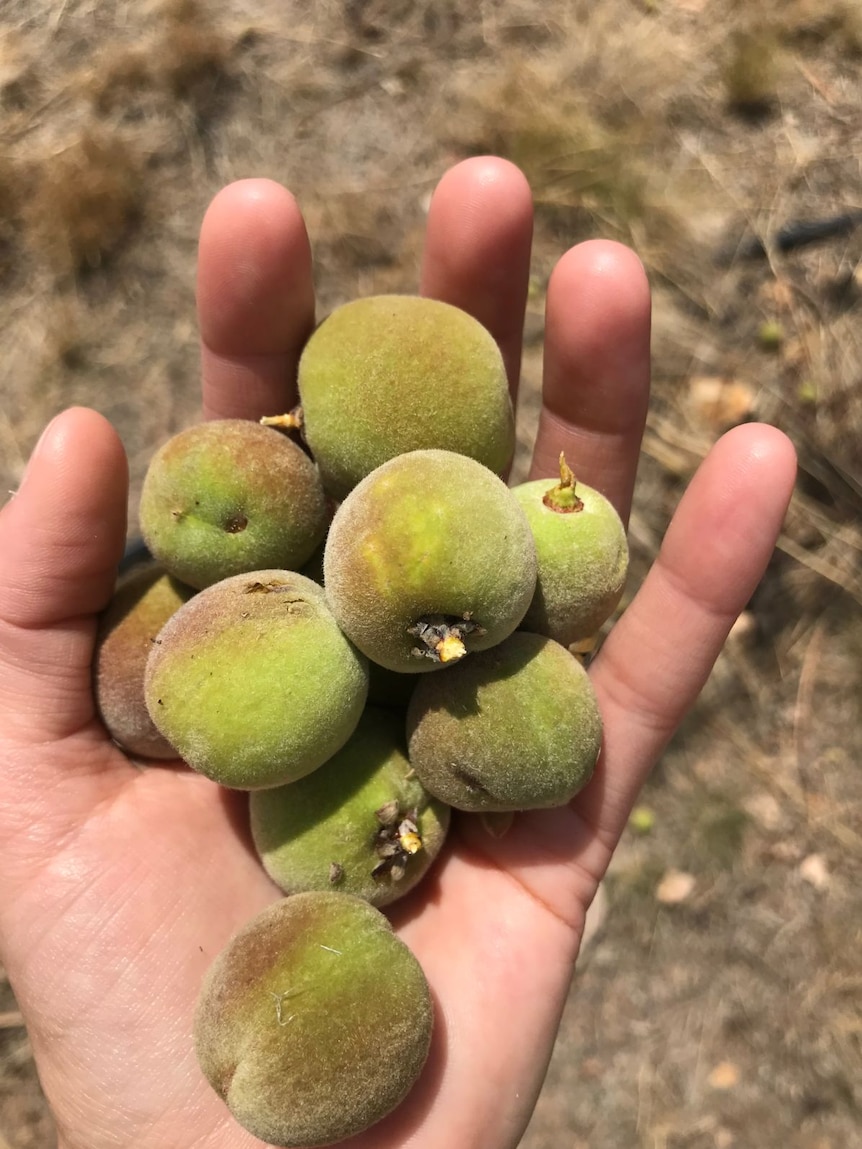 Unripe peaches in someone's hand.