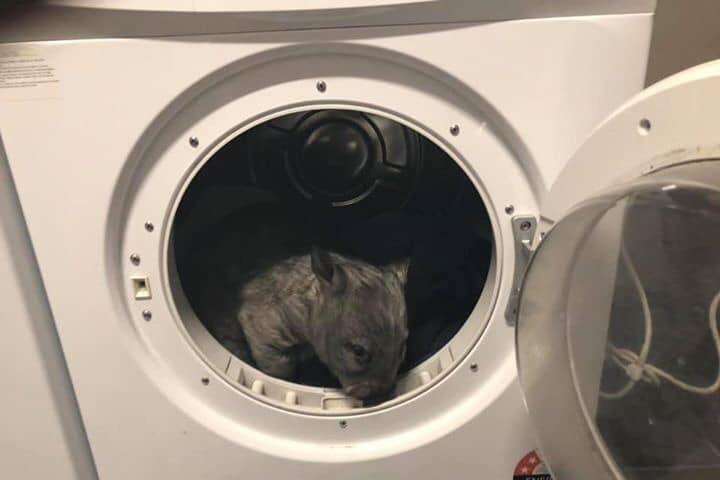 A wombat looking out of an open dryer