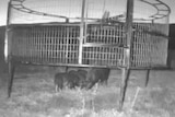 An image of a round pig trap with several small pigs inside