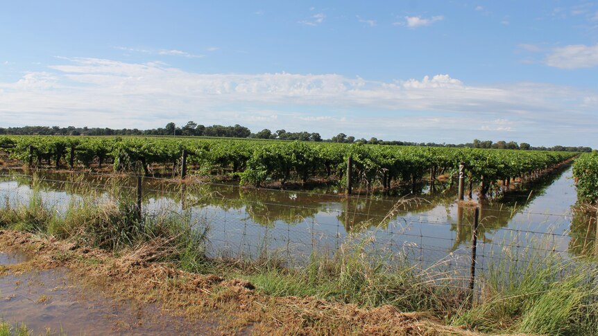 Rows of green grapes under a blue sky in a flooded vineyard.