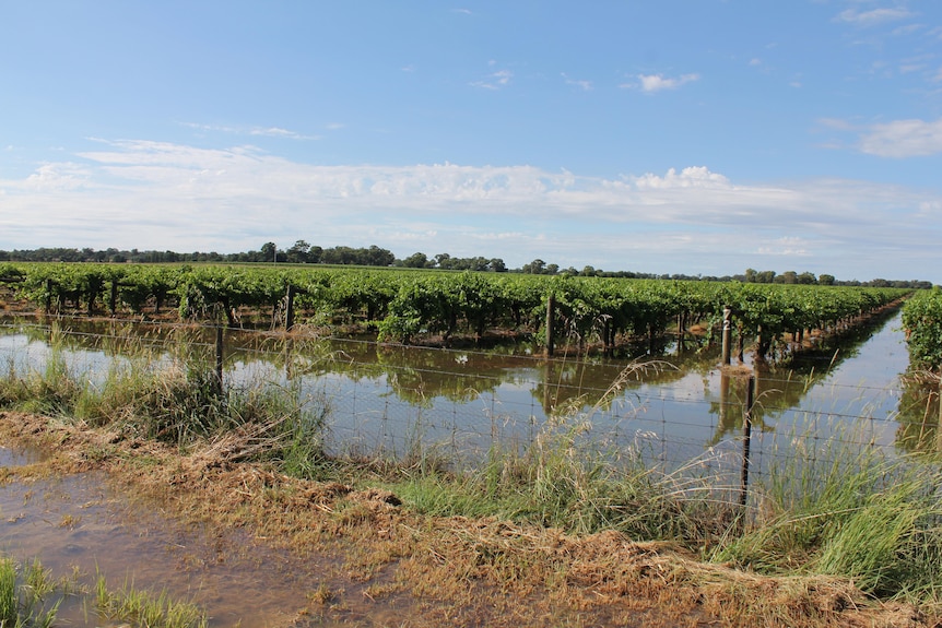 Rows of green grapes under a blue sky in a flooded vineyard.