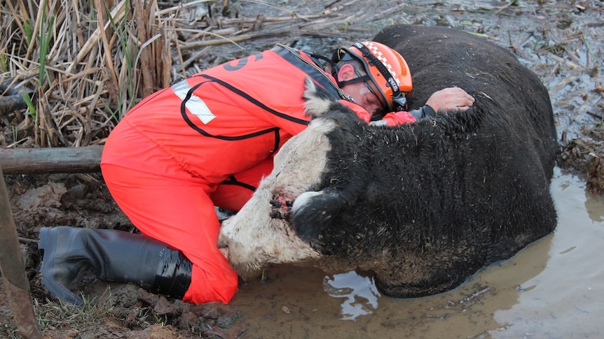 Animal rescuer David King from the SES is waste deep in muddy water as he attempts to rescue a stranded cow.