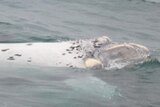 albino southern right whale - file photo