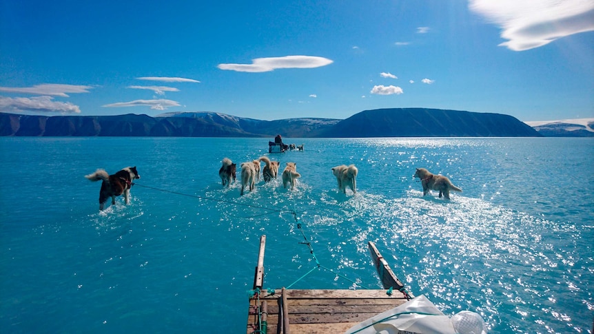 Sled dogs make their way in north-west Greenland with their paws in melted ice water.